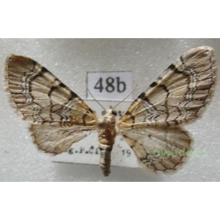 Eupithecia venosata (Fabricius, 1787) Czech48b